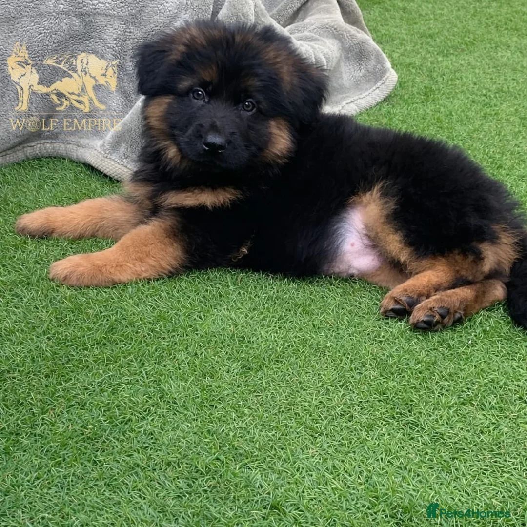 German Shepherd dogs for sale: Beautiful Long coat GSD puppies - Advert 2