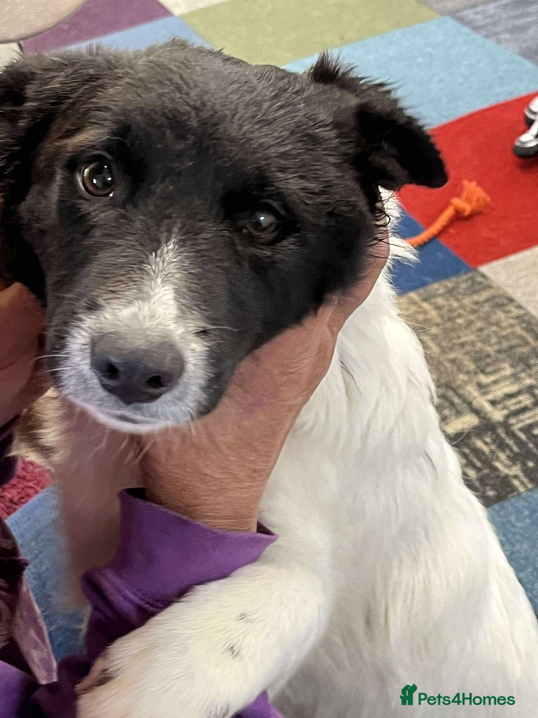 Mixed Breed dogs for adoption: MARNIE - Advert 6