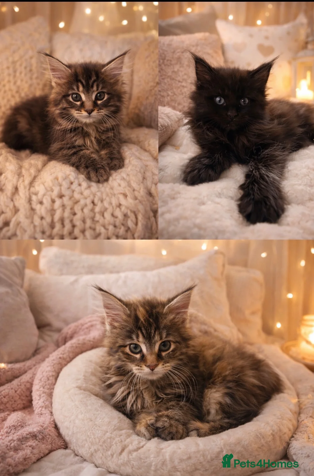 Maine Coon cats for sale: Pure bred Mainecoons - Advert 2