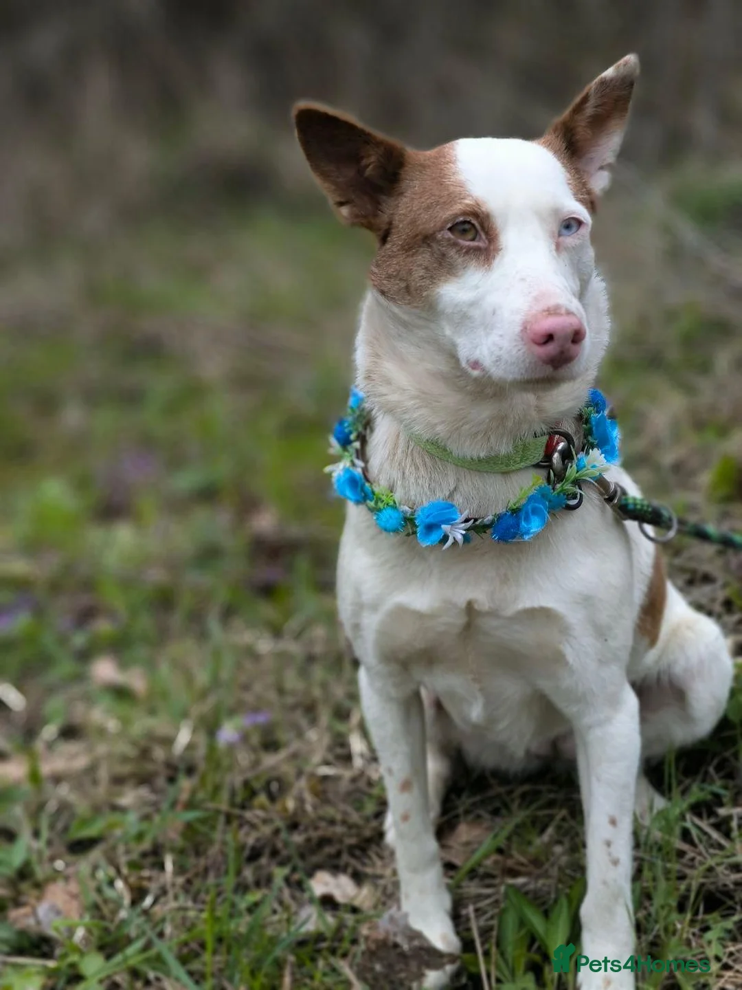 Mixed Breed dogs for adoption: ❤️🐶 PEPPA– SHE LIGHTS UP EVERY COMPANY in Burton-on-Trent - Advert 22