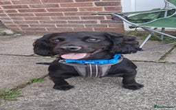 Cocker Spaniel dogs for stud: Kc reg Stitch for stud - Image 3