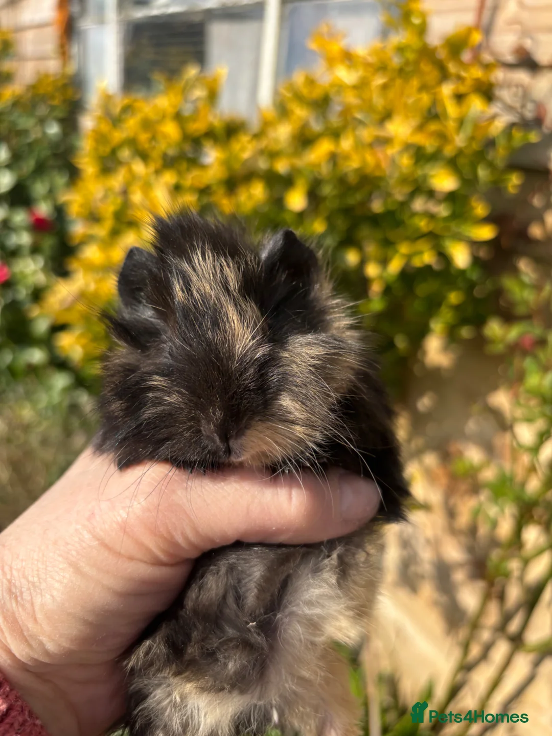 Guinea Pig rodents for sale: Adorable baby Guinea pigs for sale - Advert 1