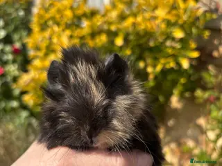 Guinea Pig rodents Adorable baby Guinea pigs for sale - Advert 21