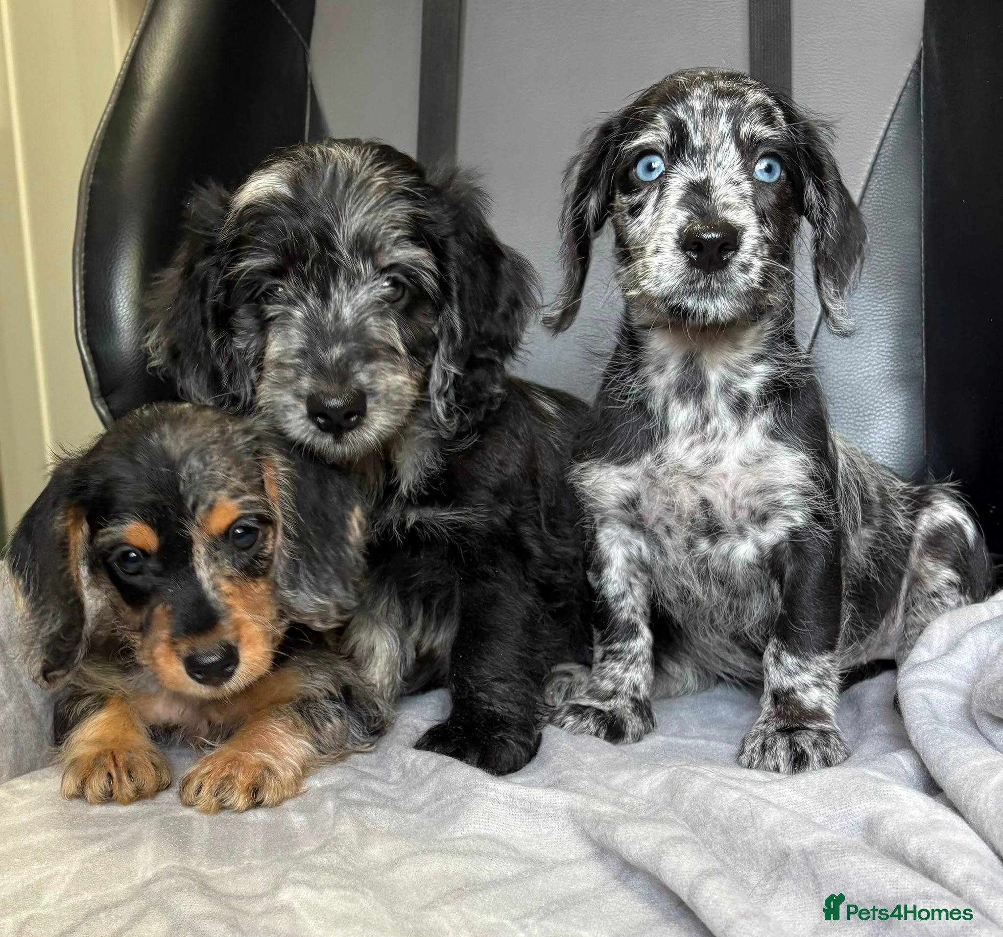 Doxiepoo dogs READY NOW  DOXIEPOOS BOTH PARENTS HEALTH TESTED  - Advert 2