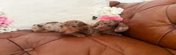 Miniature Dachshund dogs for sale: Beautiful Miniature Dachshund Dapples & Cream  - Advert 7