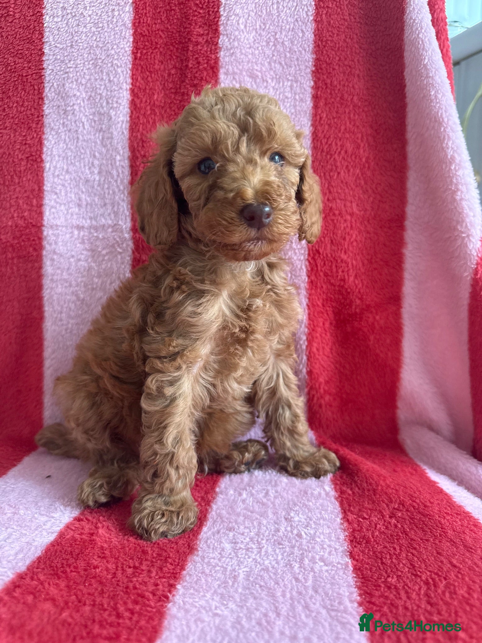 Cockapoo dogs 7 Beautiful Cockapoo Puppies  - Advert 15