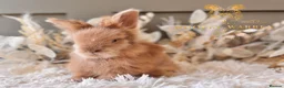 Angora rabbits for sale: BEAUTIFUL LITTER OF ANGORAS - Advert 12