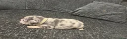Frug dogs for sale: 6 stunning blue Merle Frug puppies  in Eastleigh - Advert 17