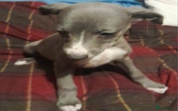 Whippet dogs for sale: KC Whippet puppies - Advert 7