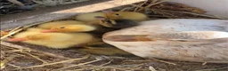 Ducks poultry for sale: Day old Call Ducks for sale!  - Advert 1