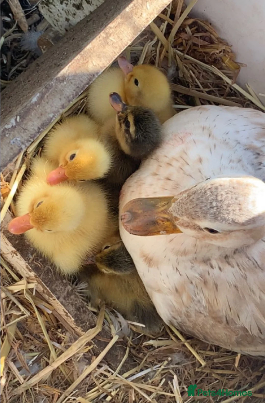 Ducks poultry for sale: Day old Call Ducks for sale!  - Advert 1