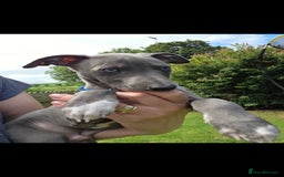 Italian Greyhound dogs for sale: **Wiggys (Whippet/Italian Greyhound)** - Image 3