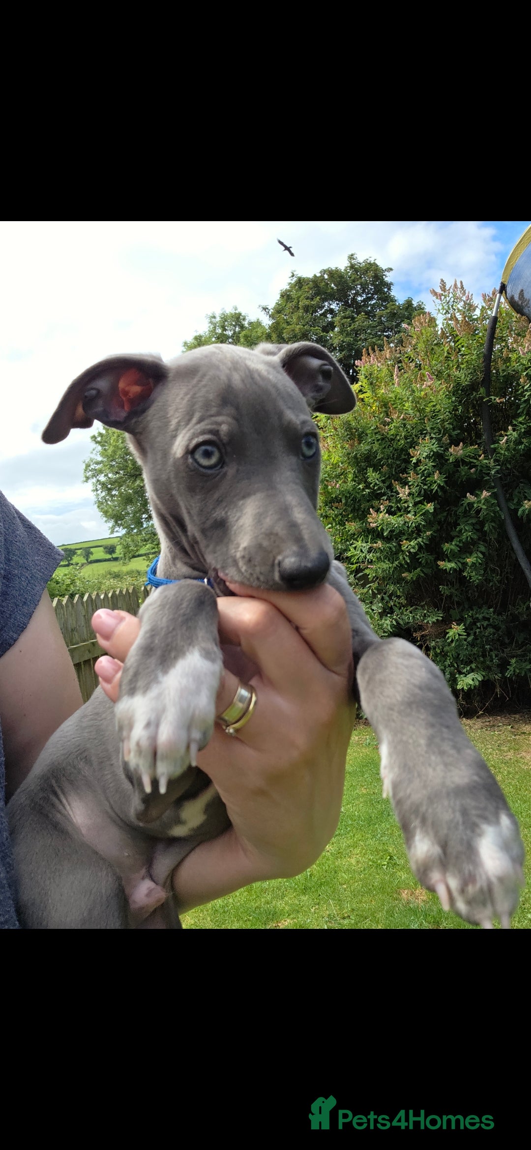 Italian Greyhound dogs for sale: **Wiggys (Whippet/Italian Greyhound)** - Image 3