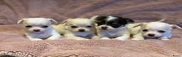 Chihuahua dogs for sale: KC Regd Chihuahua Pups parents fully health tested - Advert 7