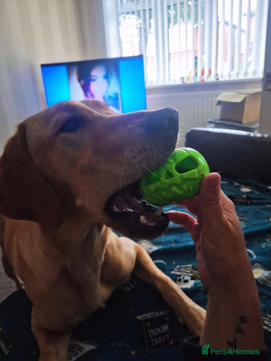 Labrador Retriever dogs for sale: Labrador Retriever Rehome - Advert 6