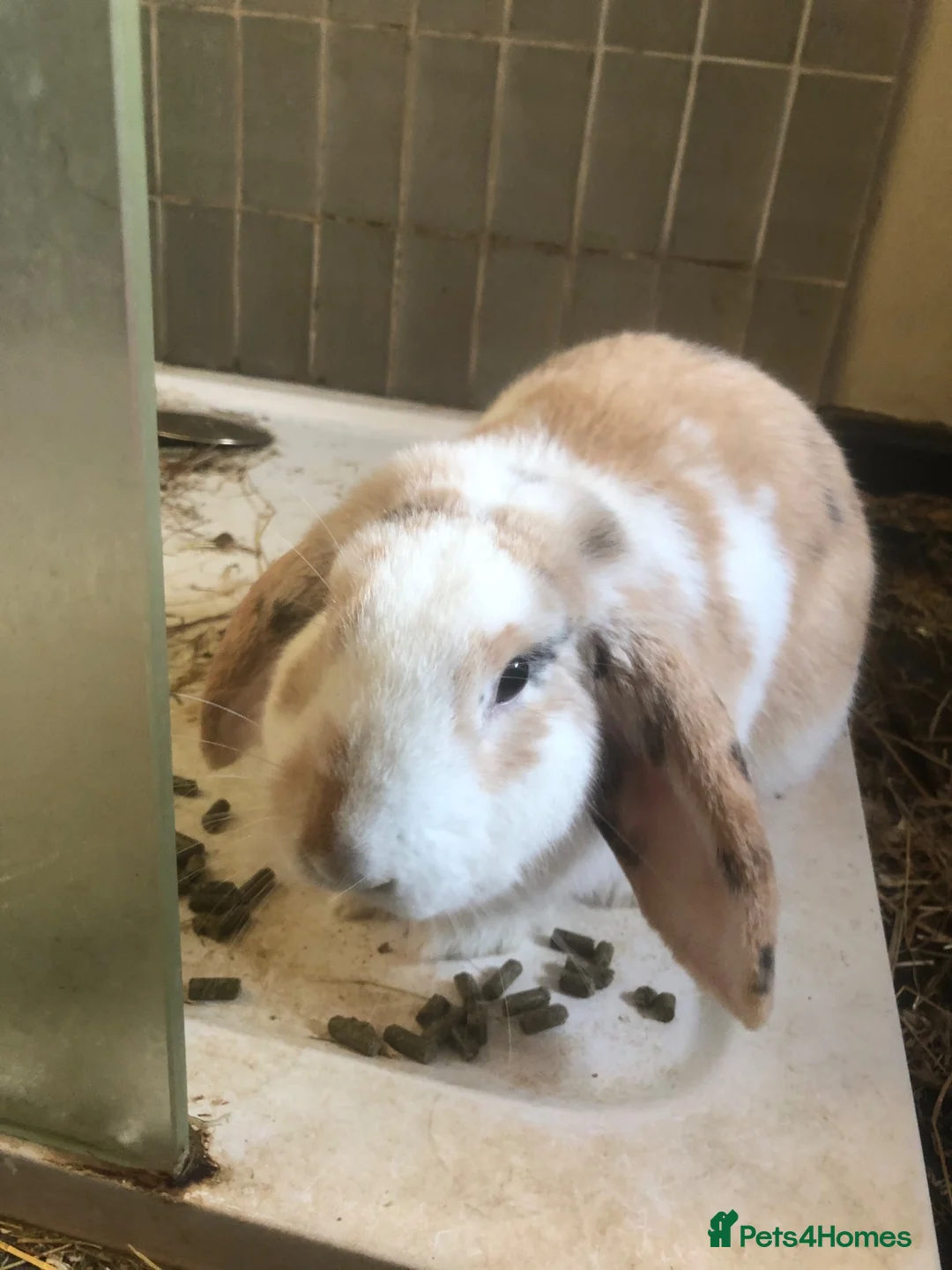 French Lop rabbits for sale: Friendly rabbits needs a new home in Folkestone - Advert 2