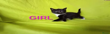 Mixed Breed Kitten 3