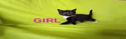 Mixed Breed cats for sale: Adorable kittens  - Advert 2