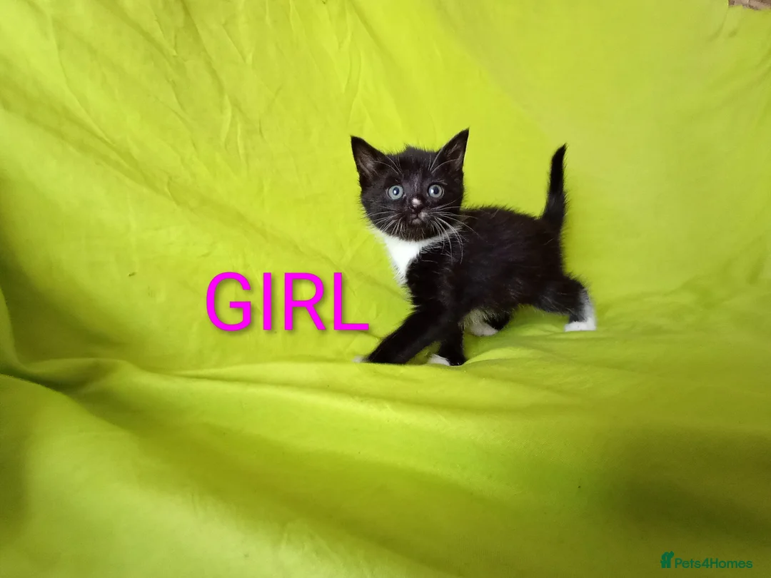 Mixed Breed cats for sale: Adorable kittens  - Advert 2