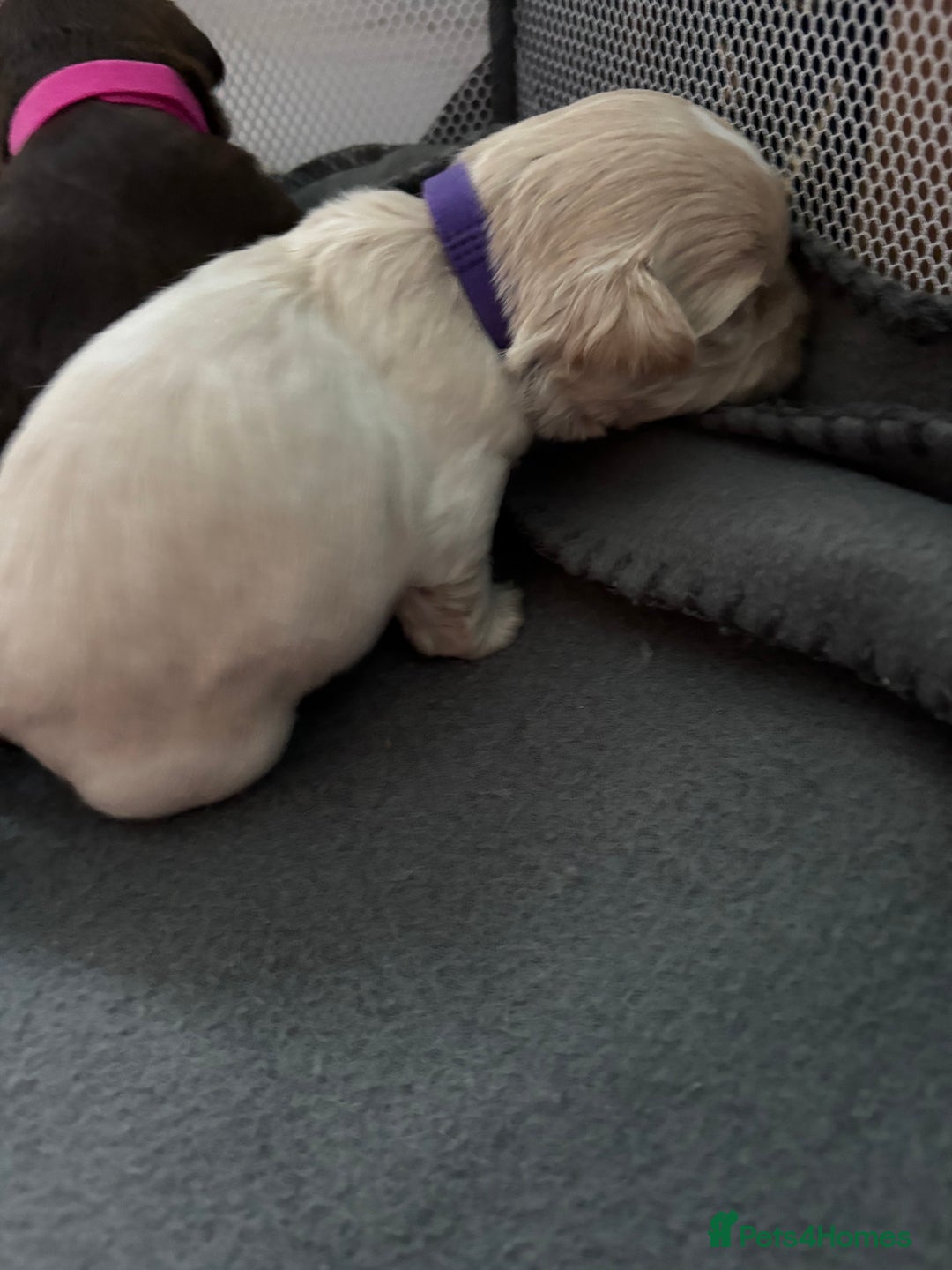 Mixed Breed dogs for sale: Shih Tzu x Labradoodle puppies - Image 3