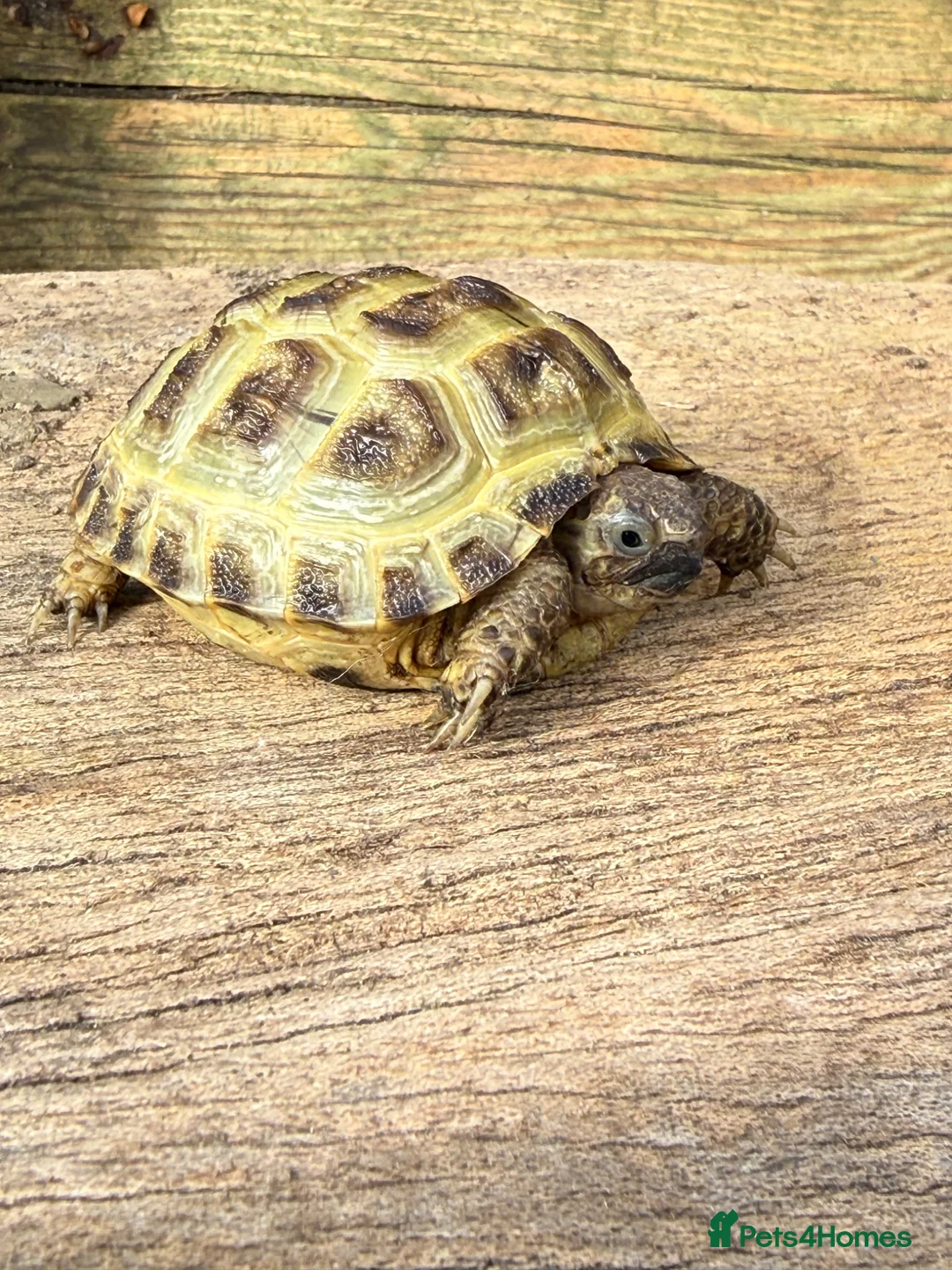 Tortoise reptiles for sale: Baby Horsefield tortoise  in Barnsley - Advert 7