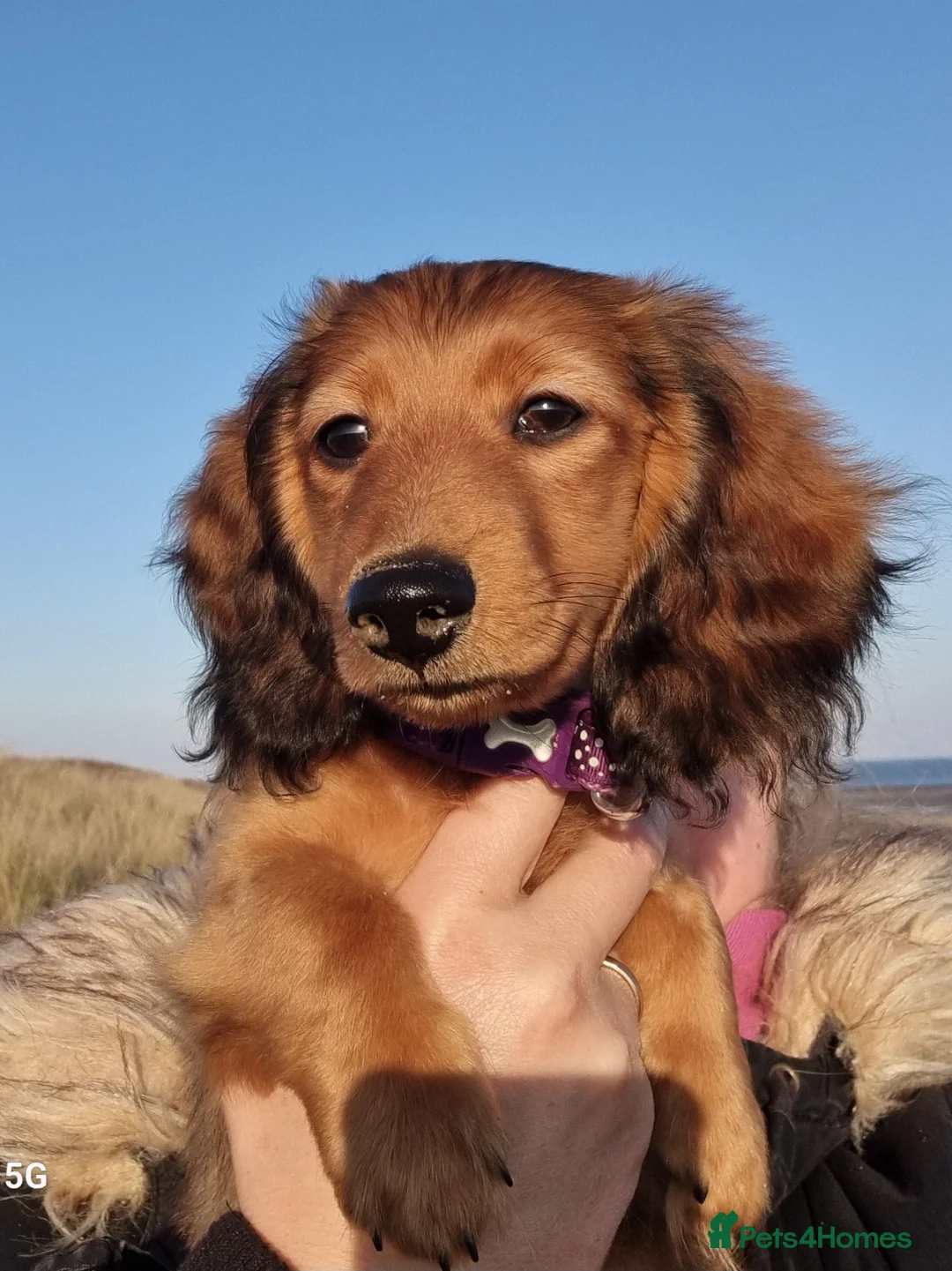 Miniature Dachshund dogs for sale: 🌟 Miniature LH Dachshund Puppies -Waiting List  - Advert 2