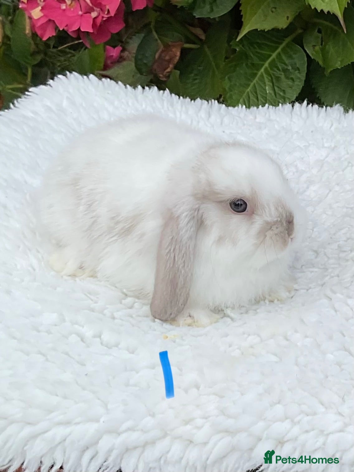 Mini Lop rabbits Pure bred mini lops baby rabbits . - Advert 2