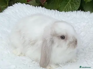 Mini Lop rabbits Pure bred mini lops .1 boy 1 girl available. - Advert 2