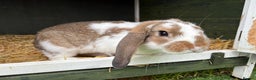 Mixed Breed rabbits for sale: Mini Lop X - Advert 3