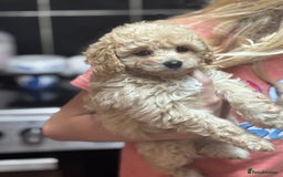 Cavapoo dogs for sale: Caverpoo babies  - Image 5