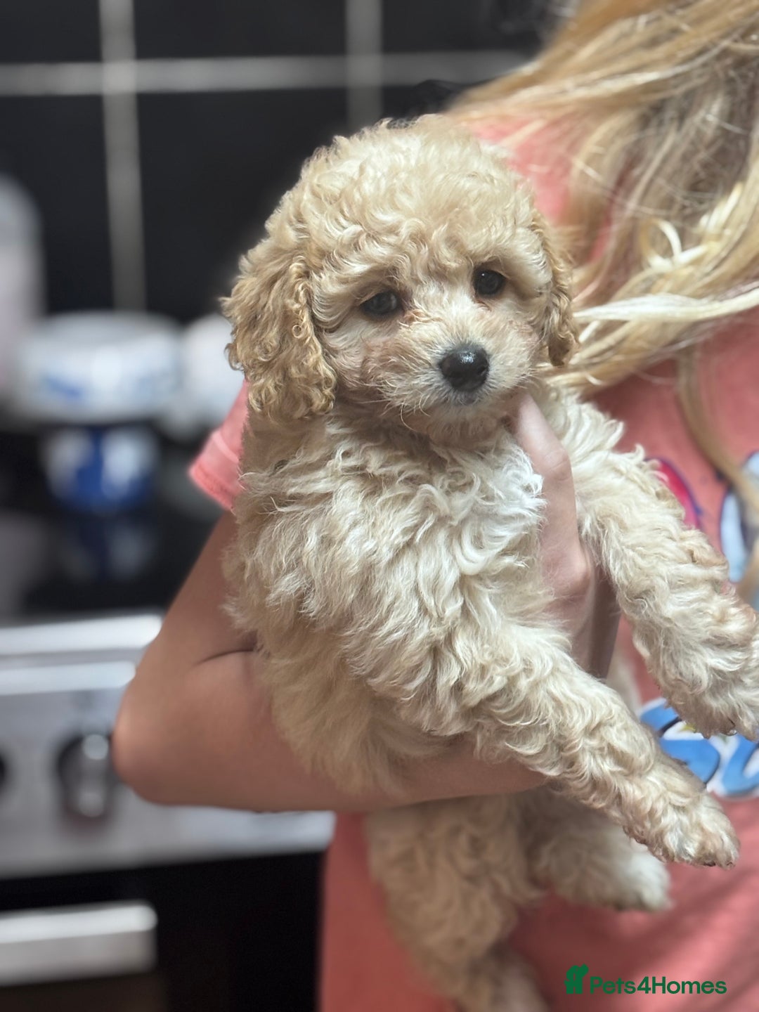 Cavapoo dogs for sale: Caverpoo babies  - Image 5