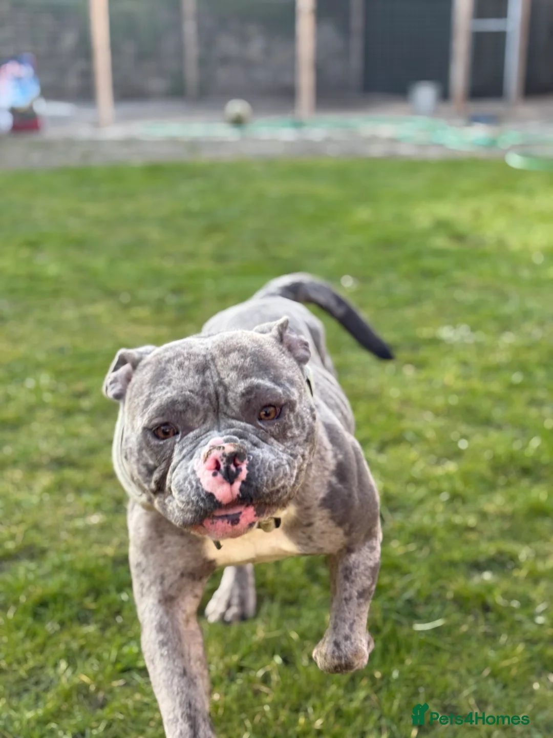 American Bully dogs for sale: ABKC Pocket bully - Advert 2