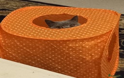 British Shorthair cats for sale: 4 Yr old Female BLUE BSH True pedigree - Image 5