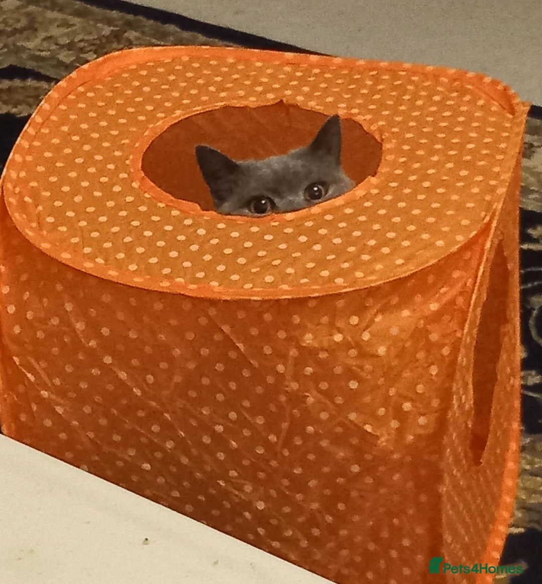 British Shorthair cats for sale: 4 Yr old Female BLUE BSH True pedigree - Image 5