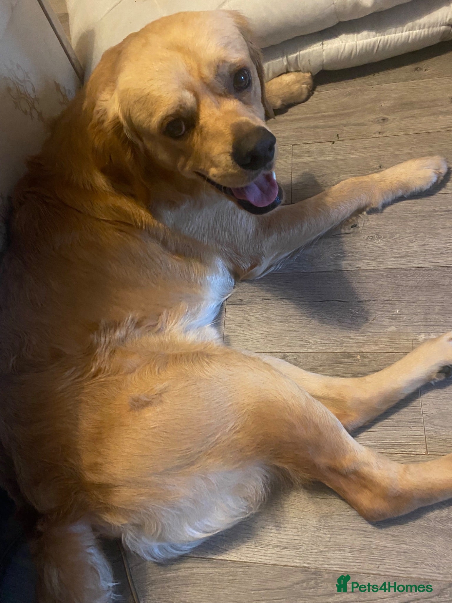 Golden Retriever dogs 1 1/2 year old Male Golden Retriever  - Advert 16