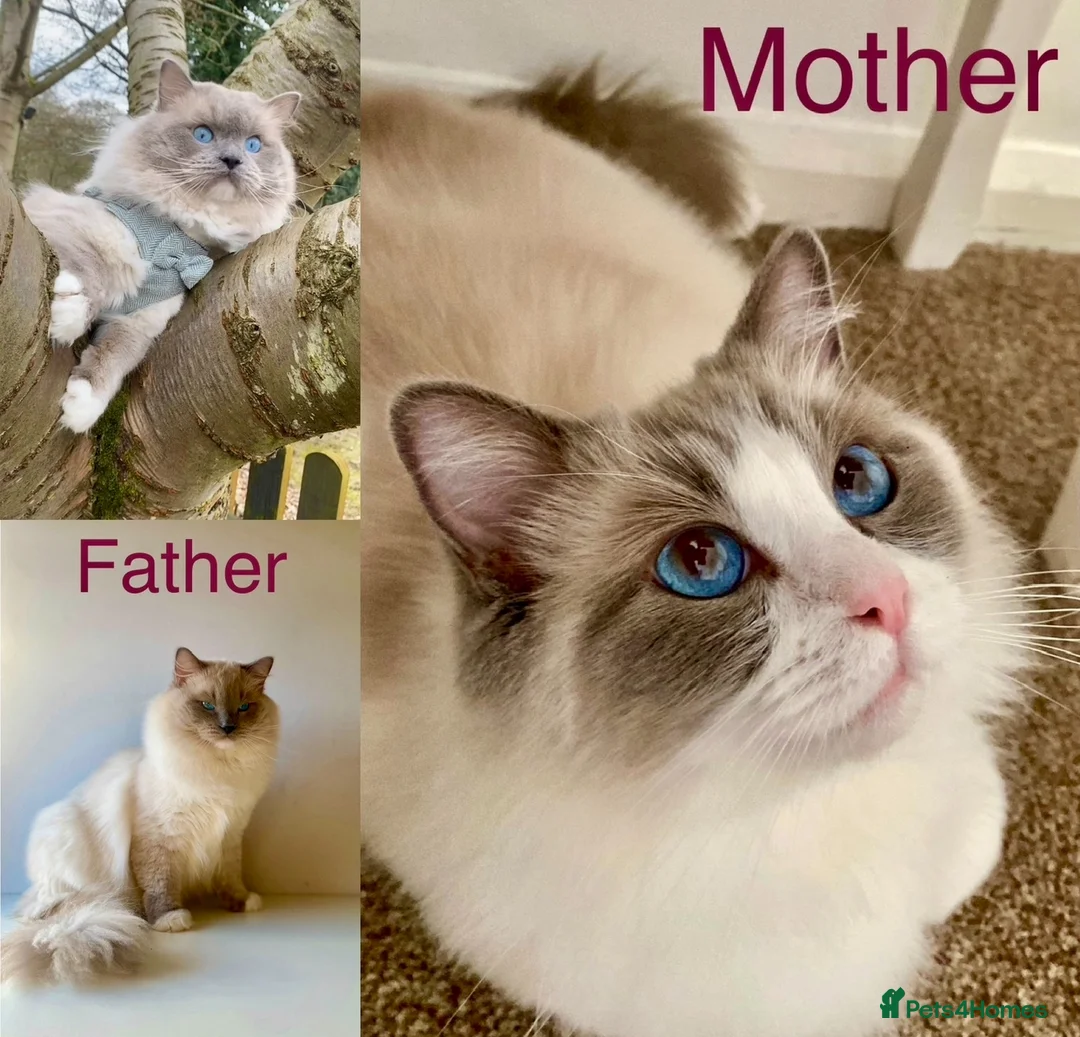 Ragdoll cats for sale: Beautiful Ragdoll Kittens  - Advert 16