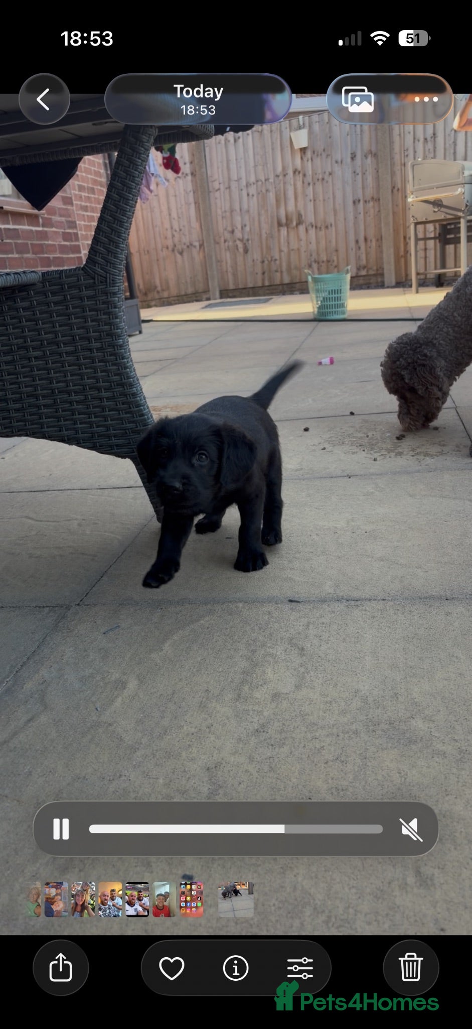 Labradoodle dogs One stunning boy  - Advert 2