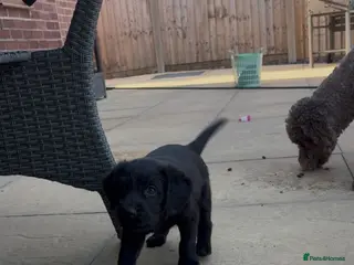 Labradoodle dogs One stunning boy - Advert 2