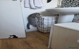 Scottish Fold cats for sale: Scottish Fold kitten. (last boy) - Image 6