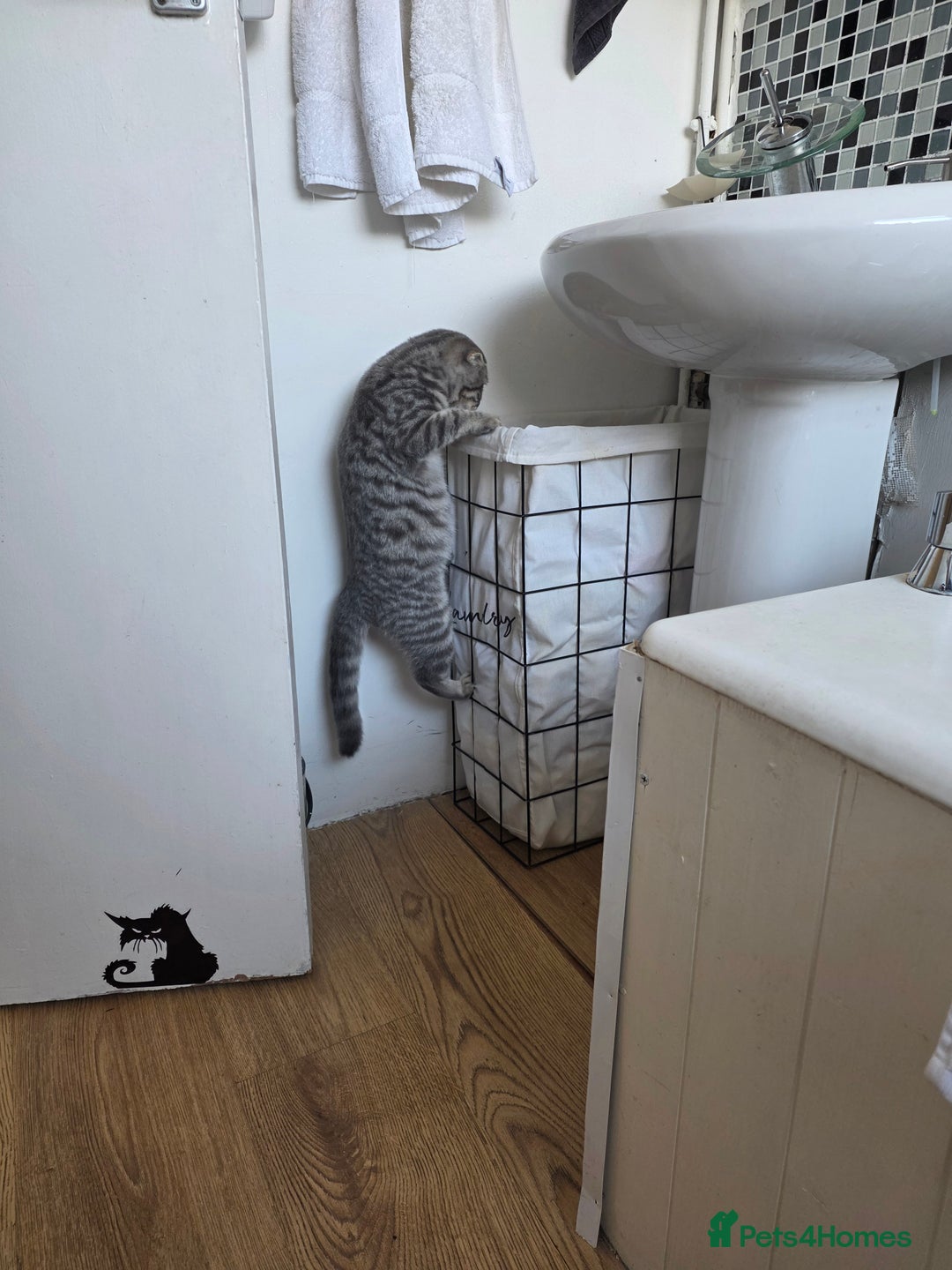 Scottish Fold cats for sale: Scottish Fold kitten. (last boy) - Image 6