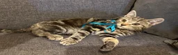 Mixed Breed cats for sale: Gorgeous healthy kitten looking for a loving home  - Advert 5