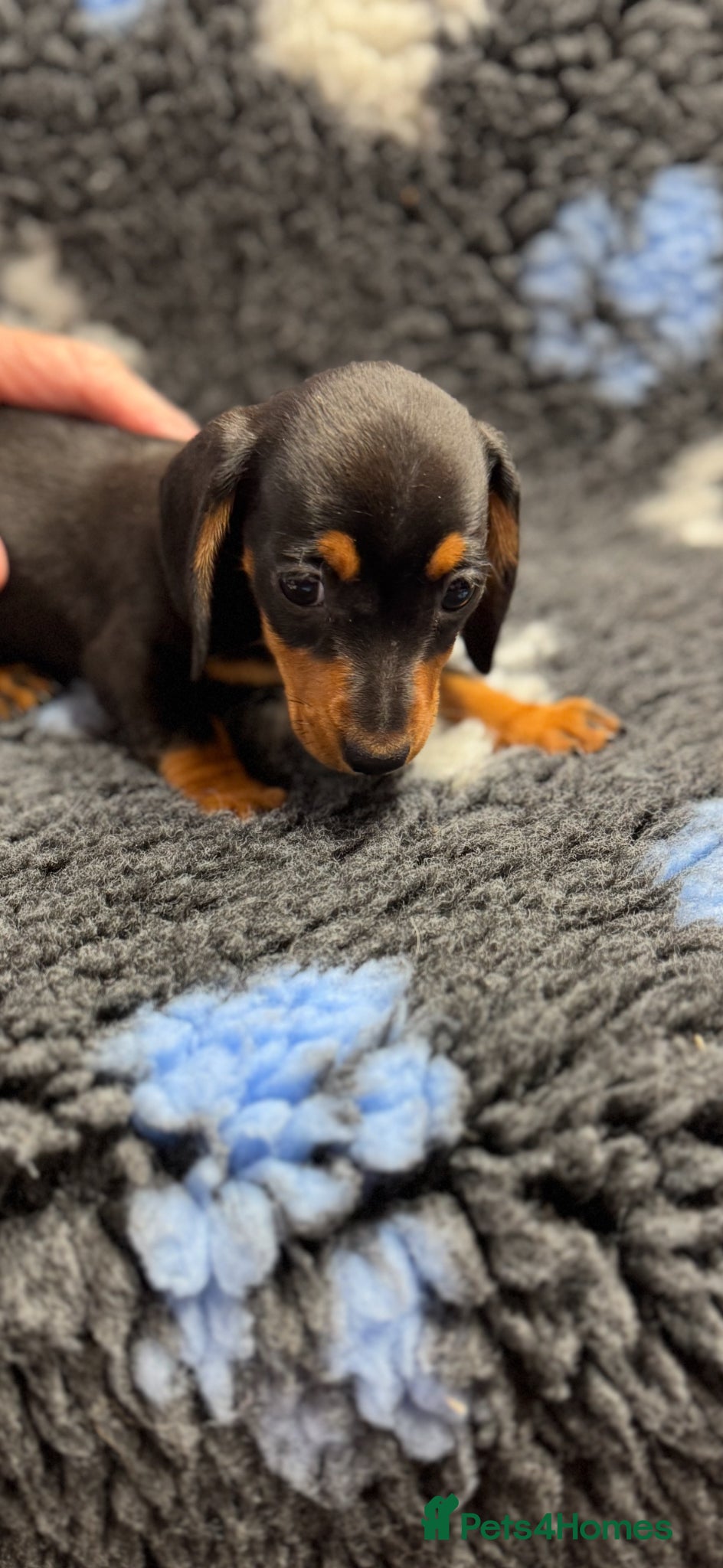 Miniature Dachshund dogs Miniature dachshund puppies - Advert 2