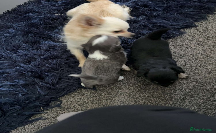 Chihuahua dogs - Advert 1