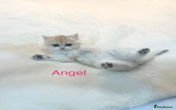 British Shorthair cats for sale: Golden NY12 British Shorthair Girl  - Image 2