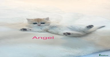 British Shorthair cats - Advert 3