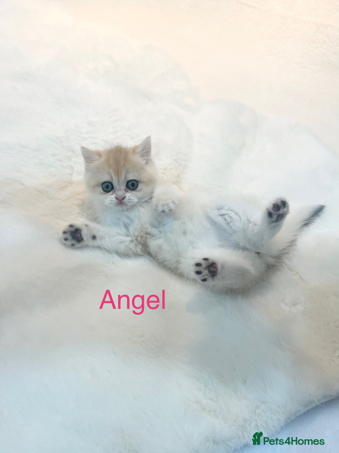British Shorthair cats for sale: Golden NY12 British Shorthair Girl  - Image 2
