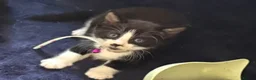 Mixed Breed cats for sale: 4 boy kittens still available  - Advert 3