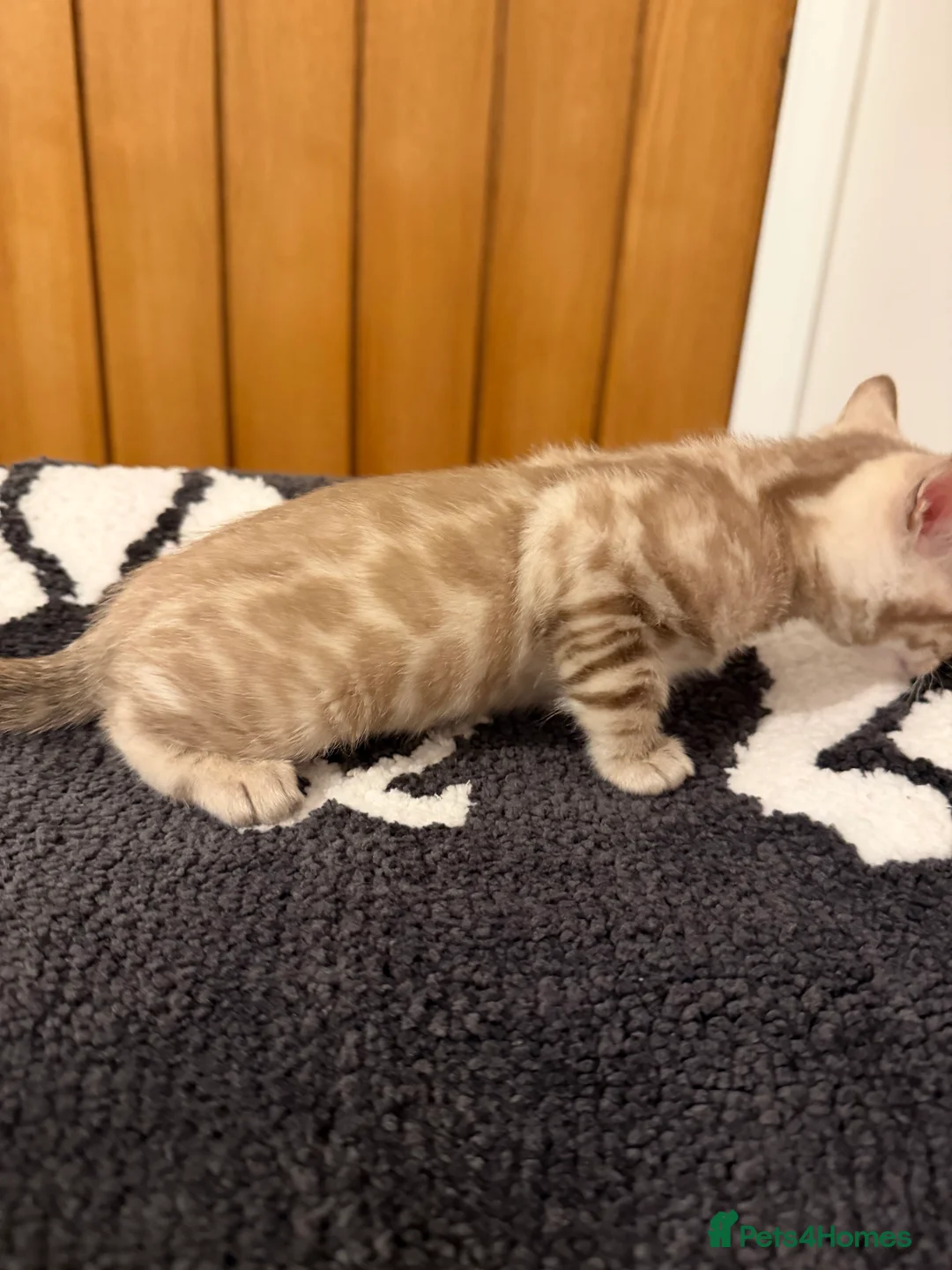Bengal cats for sale: Pure Snow Bengal Kittens, Ready Today!  - Advert 6