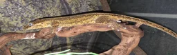 Gecko reptiles for sale: Gargoyle gecko orange blotched - Advert 5
