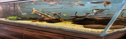 Angelfish fish for sale: Full set up fish tank fluval visi 202 l  in Worksop - Advert 6
